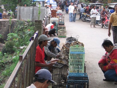 Men selling caged birds on side of street
